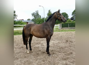 Westfaliano, Caballo castrado, 10 años, 166 cm, Castaño oscuro