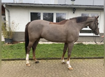 Westfaliano, Caballo castrado, 10 años, 168 cm, Alazán-tostado