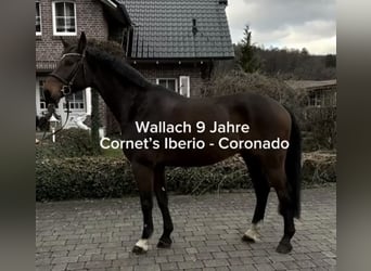Westfaliano, Caballo castrado, 10 años, 168 cm, Castaño
