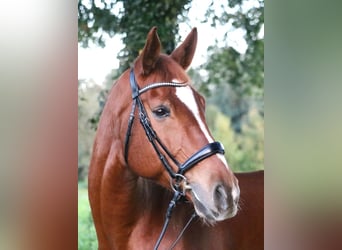 Westfaliano, Caballo castrado, 10 años, 170 cm, Alazán