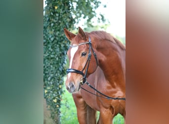 Westfaliano, Caballo castrado, 10 años, 170 cm, Alazán