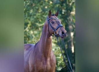 Westfaliano, Caballo castrado, 10 años, 170 cm, Castaño