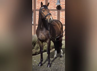Westfaliano, Caballo castrado, 10 años, 170 cm, Castaño