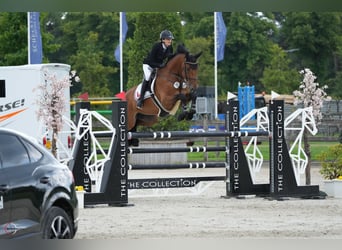 Westfaliano, Caballo castrado, 10 años, 170 cm, Castaño