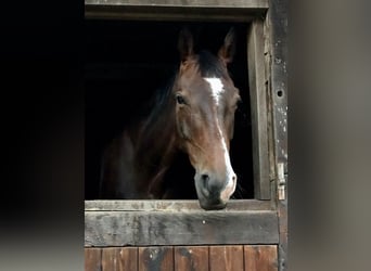 Westfaliano, Caballo castrado, 10 años, 170 cm, Castaño oscuro