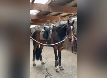 Westfaliano, Caballo castrado, 10 años, 170 cm, Castaño oscuro