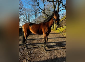 Westfaliano, Caballo castrado, 10 años, 172 cm, Castaño