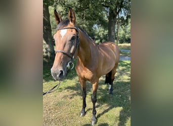 Westfaliano, Caballo castrado, 10 años, 172 cm, Castaño