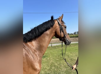 Westfaliano, Caballo castrado, 10 años, 172 cm, Castaño