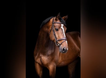 Westfaliano, Caballo castrado, 10 años, 173 cm, Castaño