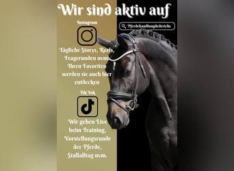 Westfaliano, Caballo castrado, 10 años, 173 cm, Morcillo
