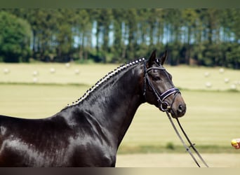 Westfaliano, Caballo castrado, 10 años, 173 cm, Morcillo