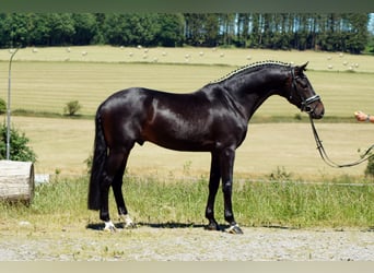 Westfaliano, Caballo castrado, 10 años, 173 cm, Morcillo