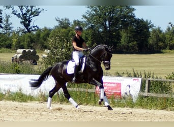 Westfaliano, Caballo castrado, 10 años, 173 cm, Morcillo