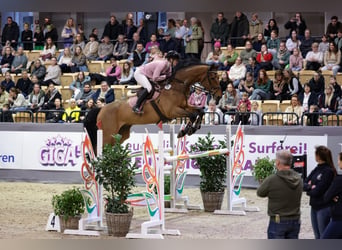 Westfaliano, Caballo castrado, 10 años, 174 cm, Castaño