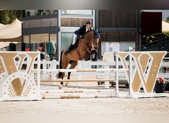 Westfaliano, Caballo castrado, 10 años, 175 cm, Castaño