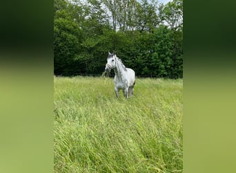 Westfaliano, Caballo castrado, 10 años, 175 cm, Tordo