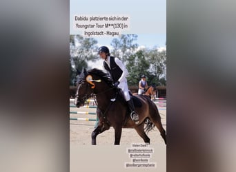 Westfaliano, Caballo castrado, 10 años, 176 cm, Morcillo