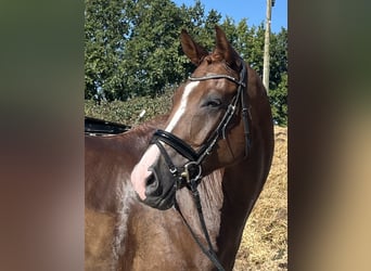 Westfaliano, Caballo castrado, 10 años, 178 cm, Alazán-tostado