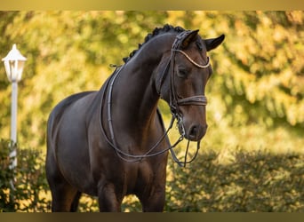 Westfaliano, Caballo castrado, 10 años, Castaño oscuro