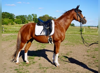 Westfaliano, Caballo castrado, 11 años, 165 cm, Alazán