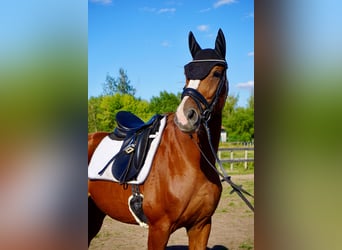 Westfaliano, Caballo castrado, 11 años, 165 cm, Alazán