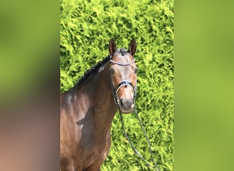 Westfaliano, Caballo castrado, 11 años, 165 cm, Castaño oscuro