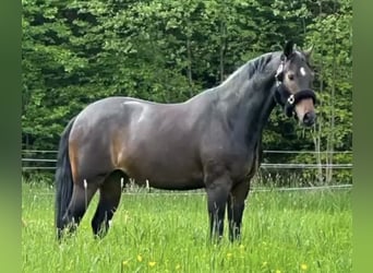 Westfaliano, Caballo castrado, 11 años, 167 cm, Castaño oscuro