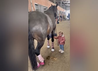 Westfaliano, Caballo castrado, 11 años, 167 cm, Castaño oscuro