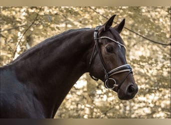 Westfaliano, Caballo castrado, 11 años, 167 cm, Castaño oscuro