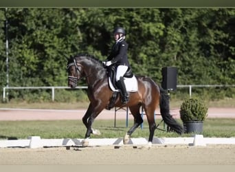 Westfaliano, Caballo castrado, 11 años, 167 cm, Castaño oscuro