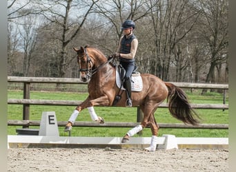 Westfaliano, Caballo castrado, 11 años, 168 cm, Alazán