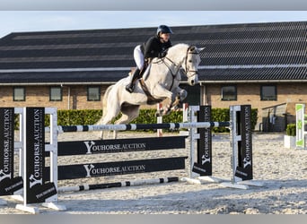 Westfaliano, Caballo castrado, 11 años, 168 cm, Tordo