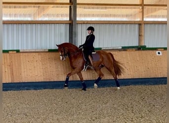 Westfaliano, Caballo castrado, 11 años, 170 cm, Alazán
