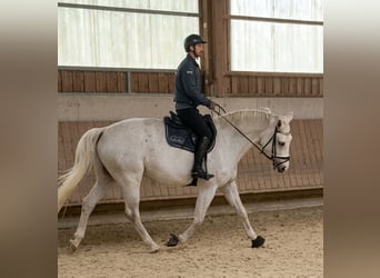 Westfaliano, Caballo castrado, 11 años, 170 cm, Tordo
