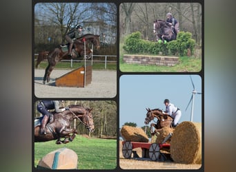 Westfaliano, Caballo castrado, 11 años, 171 cm, Alazán-tostado