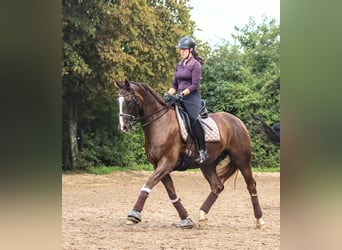 Westfaliano, Caballo castrado, 11 años, 171 cm, Alazán-tostado