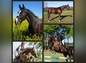 Westfaliano, Caballo castrado, 11 años, 171 cm, Alazán-tostado