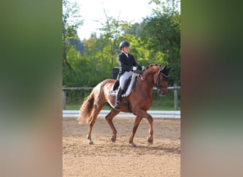 Westfaliano, Caballo castrado, 11 años, 172 cm, Alazán