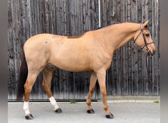 Westfaliano, Caballo castrado, 11 años, 172 cm, Alazán-tostado