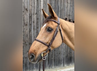 Westfaliano, Caballo castrado, 11 años, 172 cm, Alazán-tostado