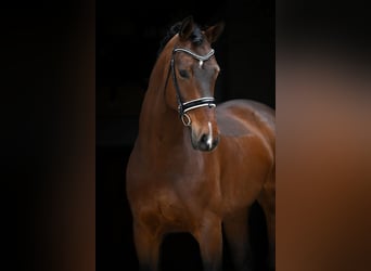Westfaliano, Caballo castrado, 11 años, 172 cm, Castaño oscuro