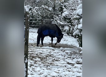 Westfaliano, Caballo castrado, 11 años, 173 cm, Castaño