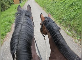 Westfaliano, Caballo castrado, 11 años, 173 cm, Castaño