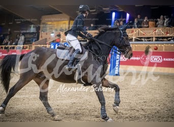 Westfaliano, Caballo castrado, 11 años, 173 cm, Castaño oscuro