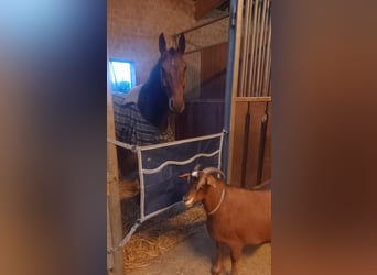 Westfaliano, Caballo castrado, 11 años, 173 cm, Castaño oscuro