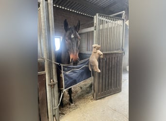 Westfaliano, Caballo castrado, 11 años, 173 cm, Castaño oscuro