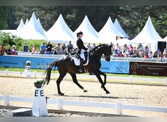 Westfaliano, Caballo castrado, 11 años, 174 cm, Negro