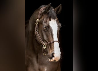 Westfaliano, Caballo castrado, 11 años, 175 cm, Castaño