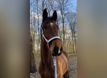 Westfaliano, Caballo castrado, 11 años, 175 cm, Castaño